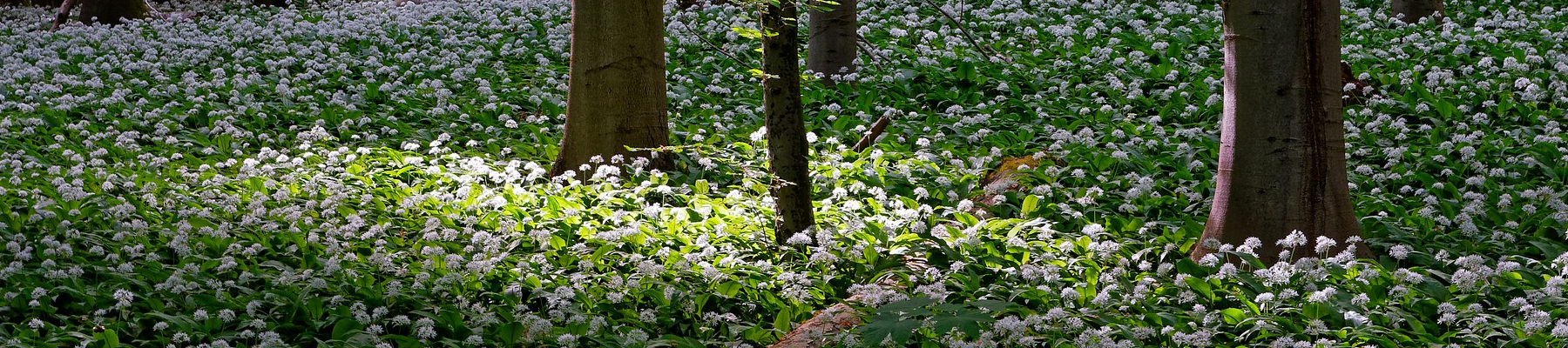 Natuurgebieden rondom FG vakantiehuisjes