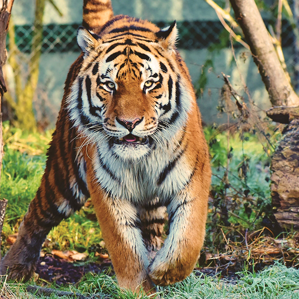Leeuw in dierentuin